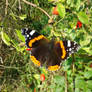 red admiral