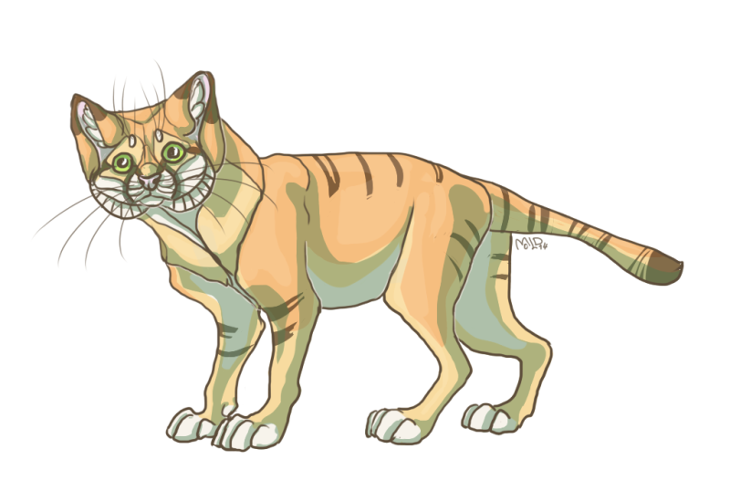 Week 2. Sand cat