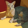 Cat Sprat