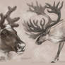 Reindeer