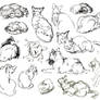 Cat sketches