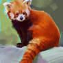 Red panda