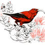 'I'iwi