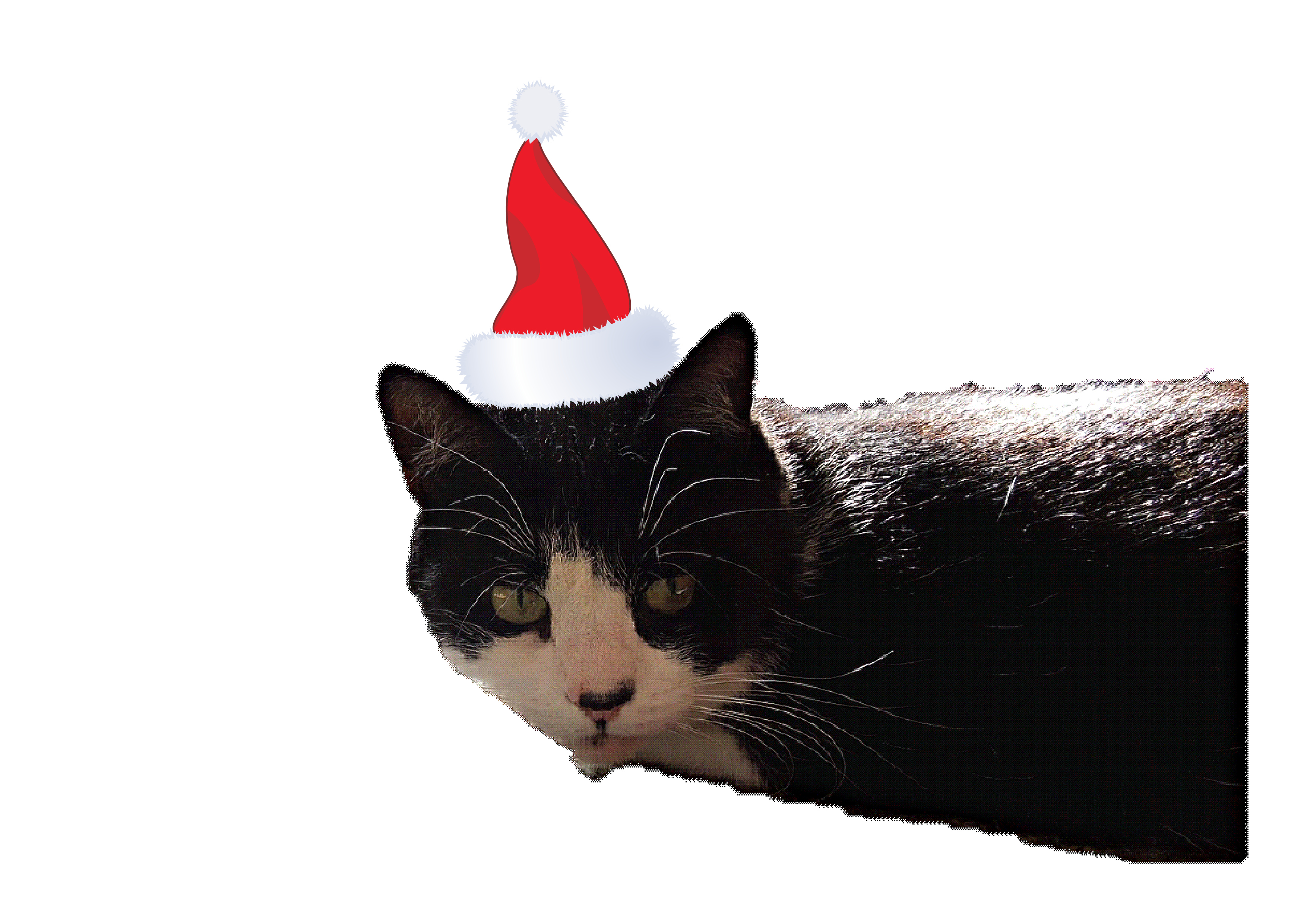 Christmas cat 3