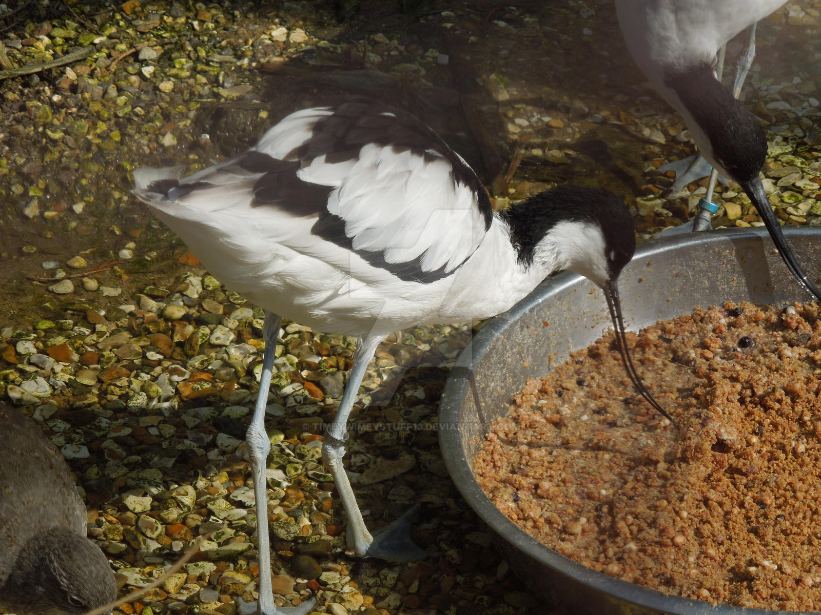 Avocet