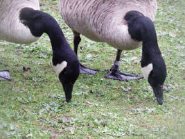 Parallel geese