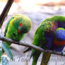 Shy Rainbow birds