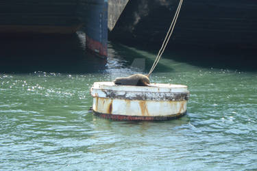 Seattle: Elliot Harbor