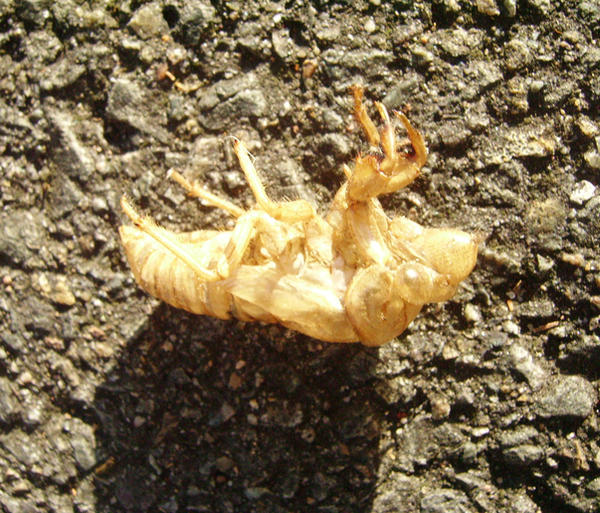 Cicata Shell Cicada Shell 2 by faceless-stock on DeviantArt