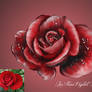 Red Rose drawing