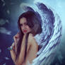 Angel WhiteWings