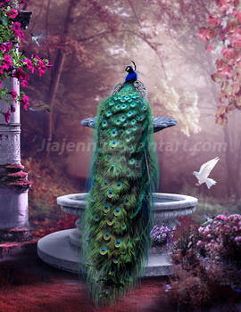 Peacock No1