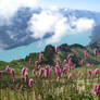 Flowers on the Rothorn of Brienz, Switzerland