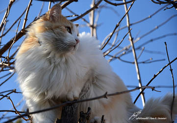 Kalynn sur un Arbre Perche