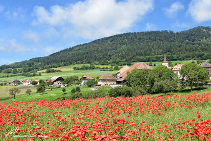 Champs de Coquelicots a Lignerolle