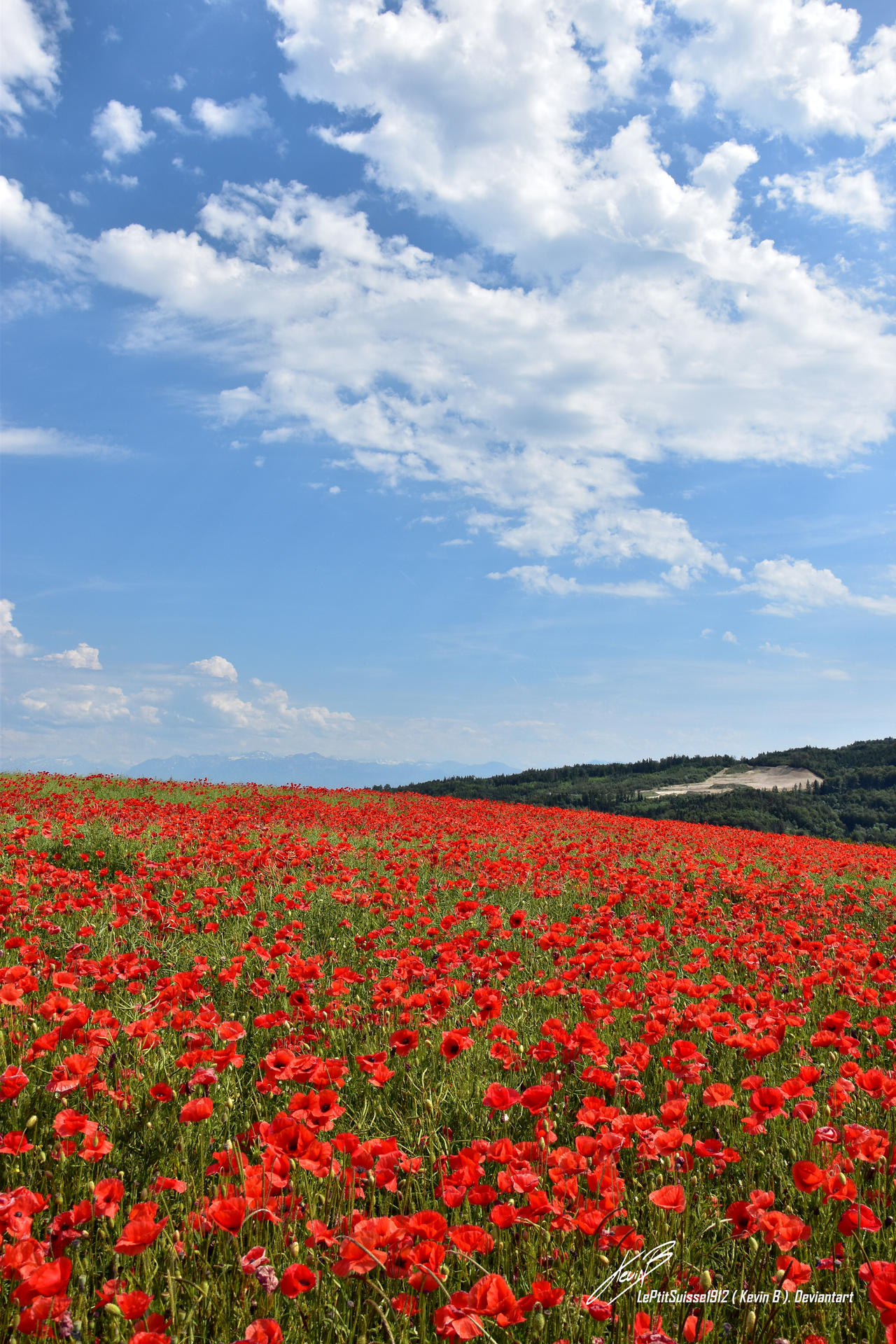 Champs De Coquelicots Format Portrait By Leptitsuisse1912 On Deviantart Champs De Coquelicots Format Portrait By Leptitsuisse1912 On Deviantart