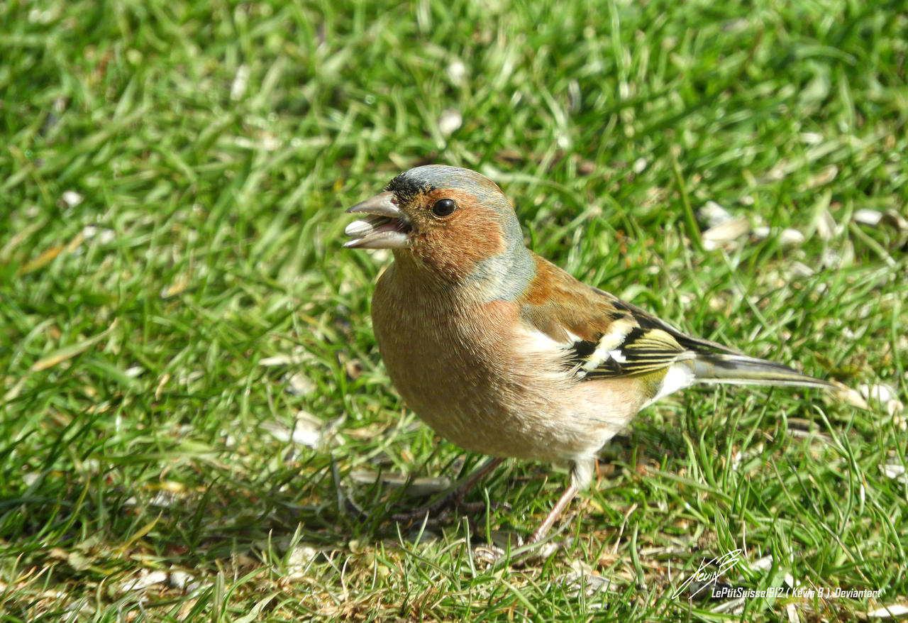Le Pinson Des Arbres Common Chaffinch By Leptitsuisse1912 On Deviantart Le Pinson Des Arbres Common Chaffinch By Leptitsuisse1912 On Deviantart