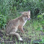 Renard devant chez moi