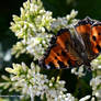 Petite Tortue / Small Tortoiseshell