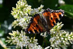 Petite Tortue / Small Tortoiseshell by LePtitSuisse1912
