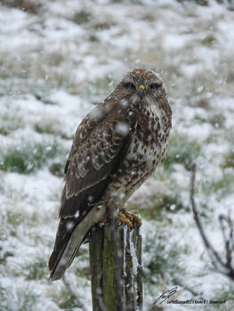 Buse Variable Buteo Buteo