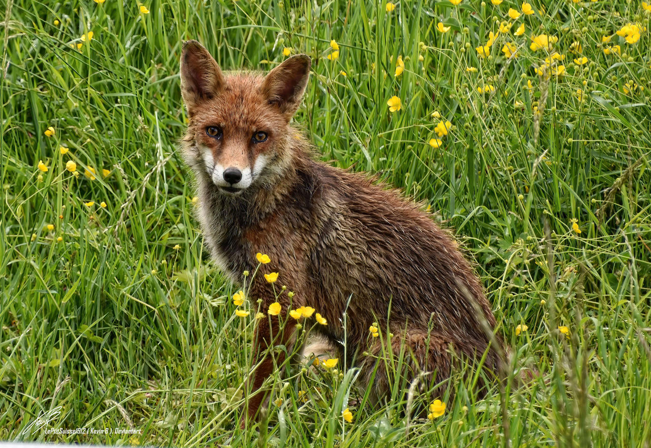 Renard Roux by LePtitSuisse1912 on DeviantArt