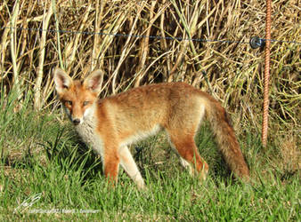 Renard