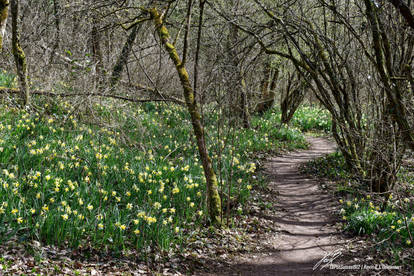 Passage Fleuri