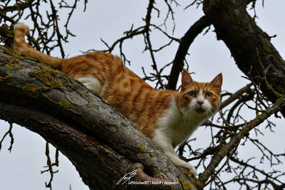 Roucky dans l'arbre 2