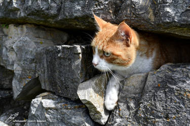 Roucky dans le Mur by LePtitSuisse1912