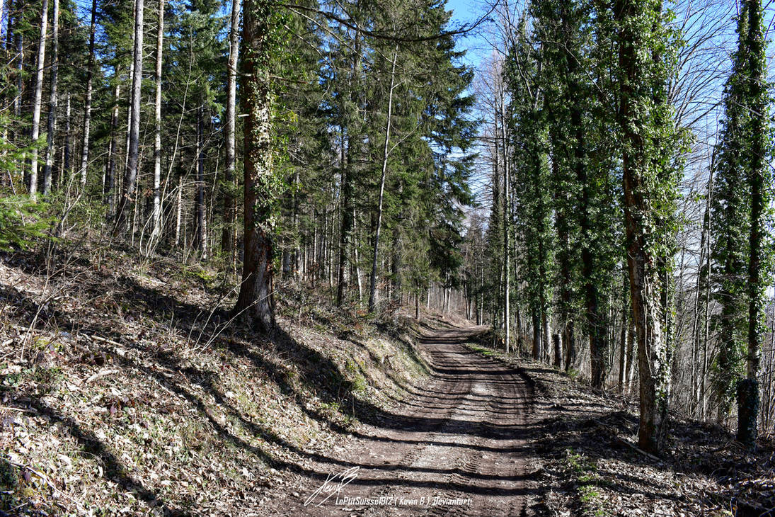 Chemin Forestier Carte Cartes Foresti res Gratuites FJCY chemin-forestier-carte-cartes-foresti-res-gratuites-fjcy