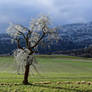 Arbre recouvert de Givre