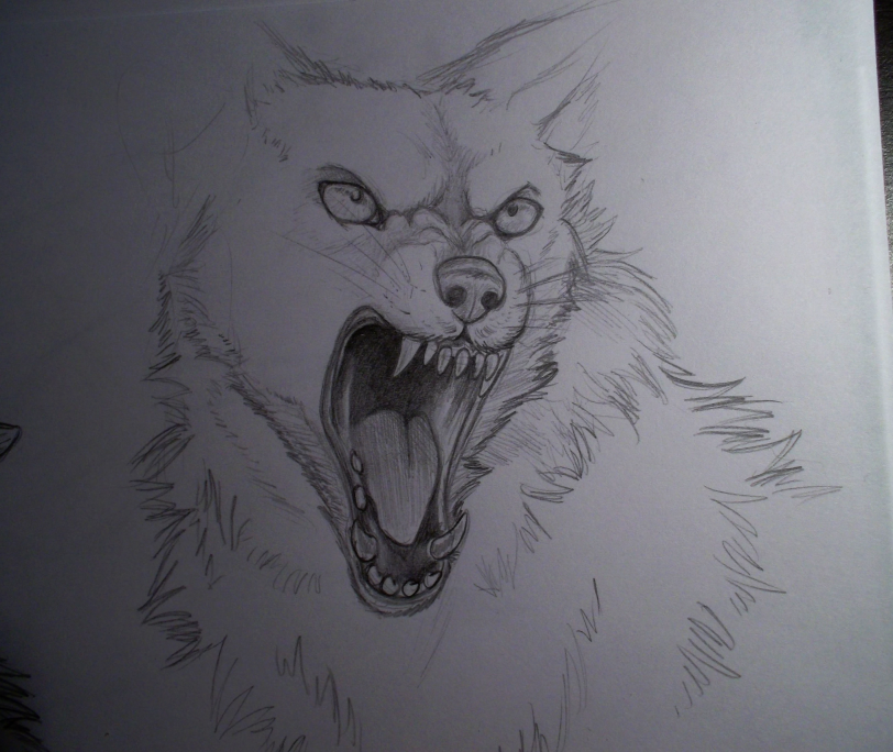 Random Wolf Sketch By Seasaltshrimp On Deviantart