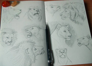 A page of lions