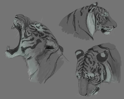 Just some Tiger headshots