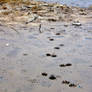 Animal Footprints