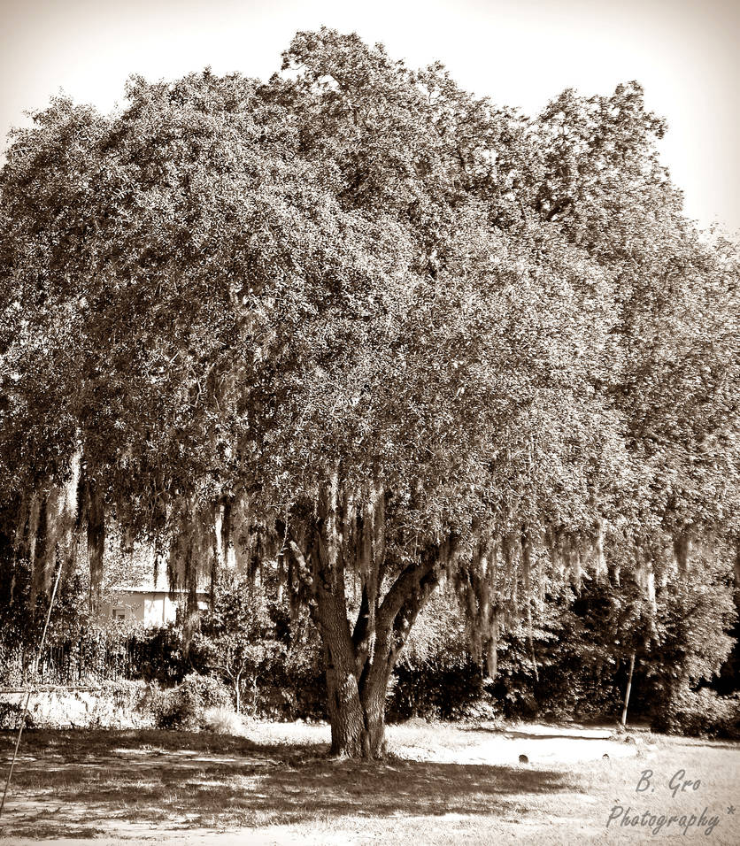 droopy tree by blueeyedbeth08 on DeviantArt