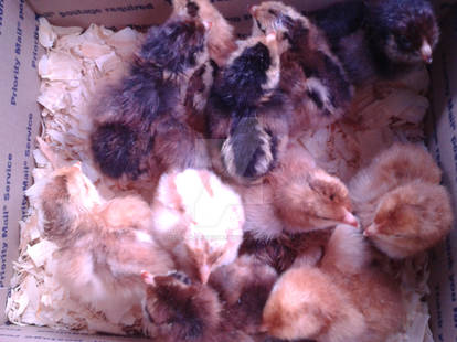 Cinco de Mayo Chicks