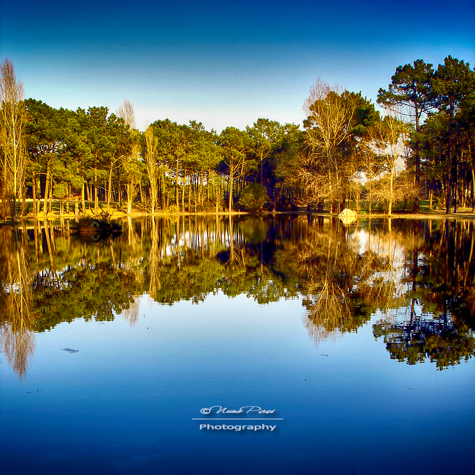 Water Reflections