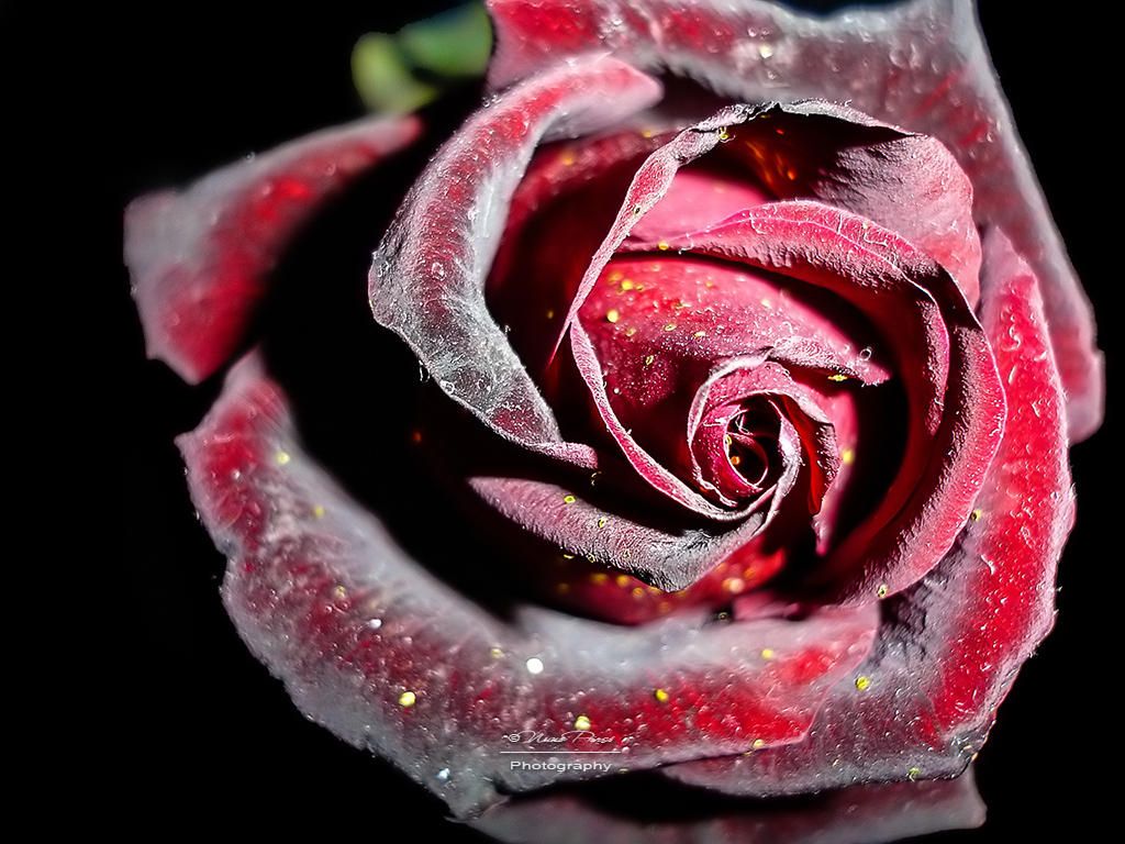 Rose by NunoPires