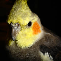 Cockatiel Portrait