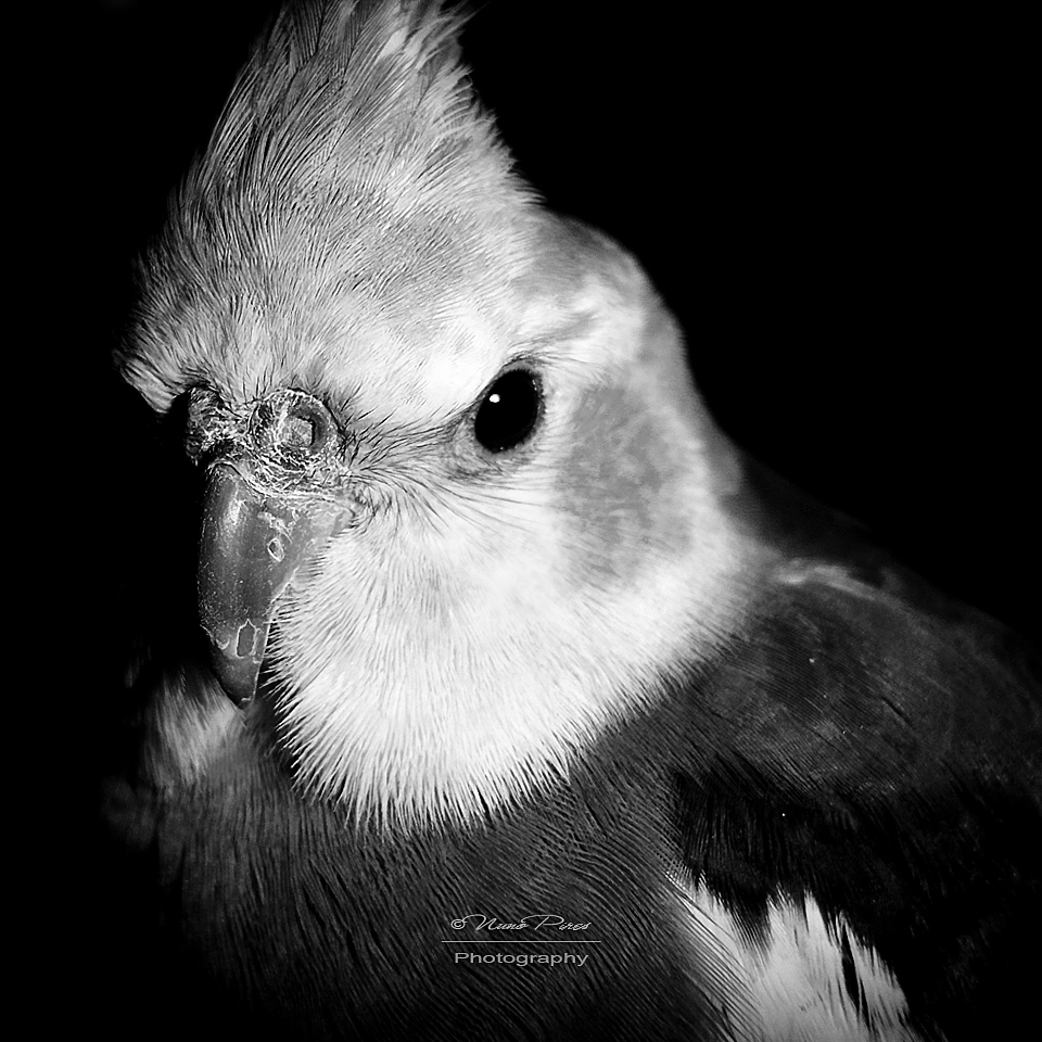 Cockatiel Portrait - bw