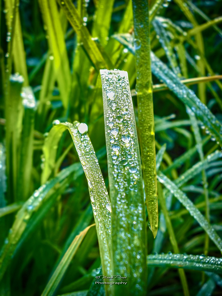 Dew Drops