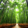 Bamboo Forest Kyoto