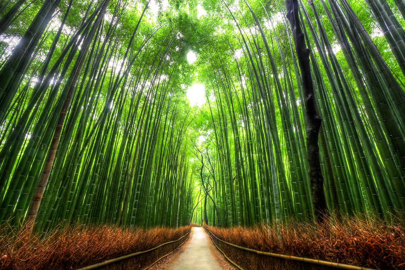 Bamboo Forest Kyoto