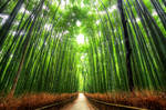 Bamboo Forest Kyoto by Kaboose-18