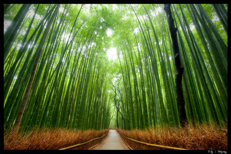 Bamboo Forest, Kyoto by Kaboose-18
