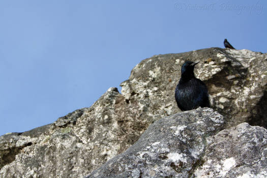 A bird in the middle of somewhere