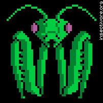 Insectivore 02