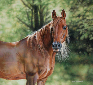 Arabian Horse by EsthervanHulsen